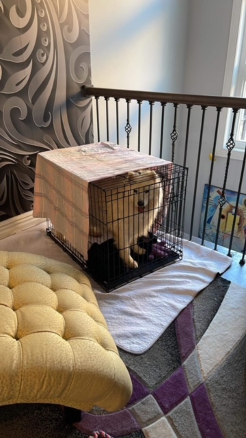 Snowy - ADOPTED, a Adopted Samoyed in Milwaukee, WI image 2/5