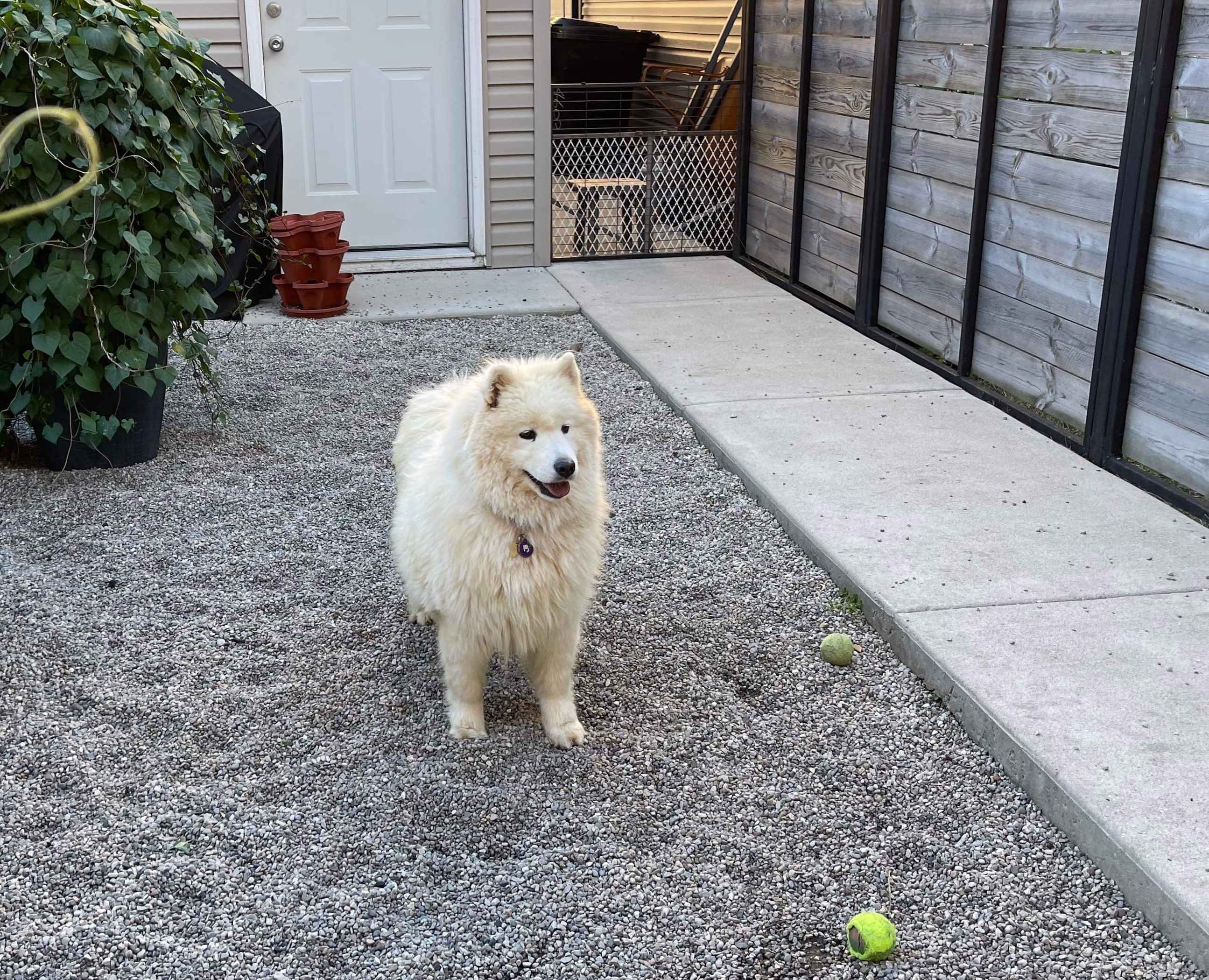 Snowy - ADOPTED, a Adopted Samoyed in Milwaukee, WI image 3/5