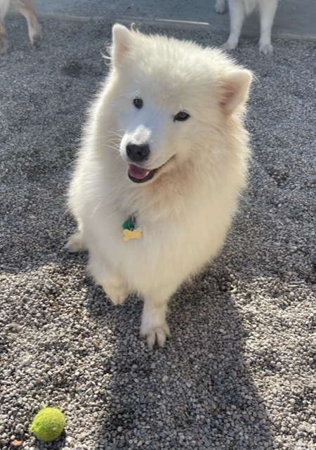 Snowy - ADOPTED, a Adopted Samoyed in Milwaukee, WI image 4/5