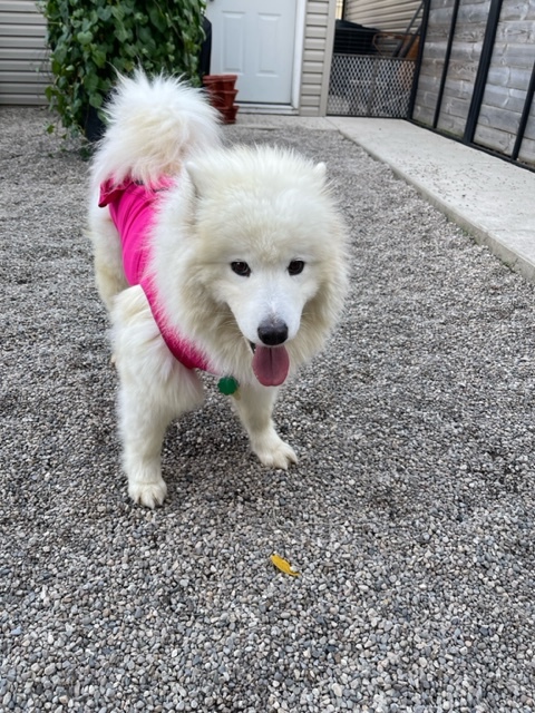 Snowy - ADOPTED, a Adopted Samoyed in Milwaukee, WI image 5/5
