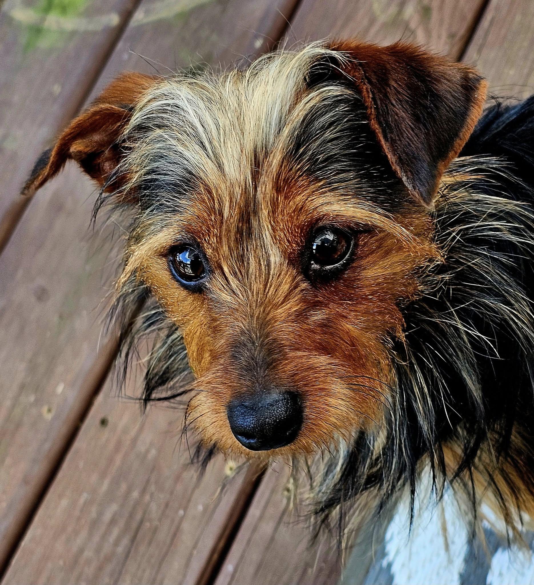 Brody