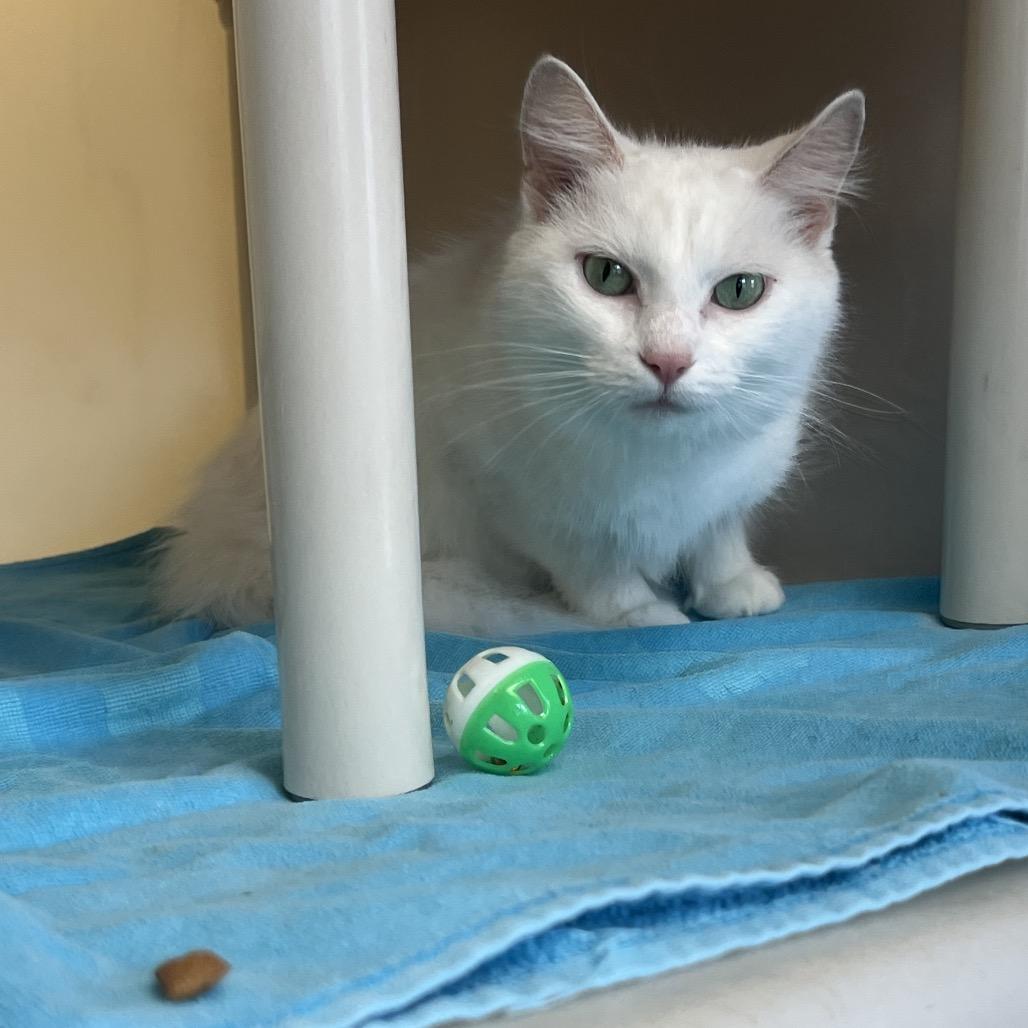 Enlarge Rita, a Adoptable Domestic Medium Hair in Harrisonburg, VA image 1/6