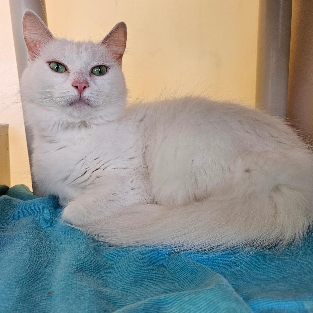 Enlarge Rita, a Adoptable Domestic Medium Hair in Harrisonburg, VA image 2/6