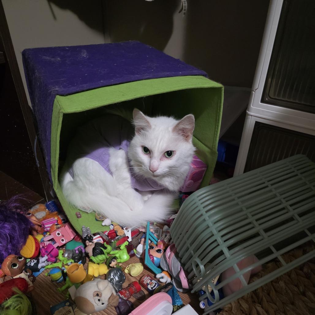 Enlarge Rita, a Adoptable Domestic Medium Hair in Harrisonburg, VA image 3/6