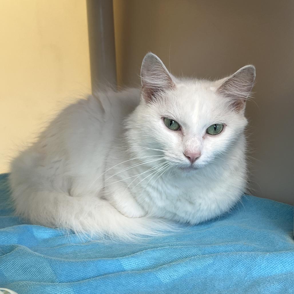 Enlarge Rita, a Adoptable Domestic Medium Hair in Harrisonburg, VA image 5/6