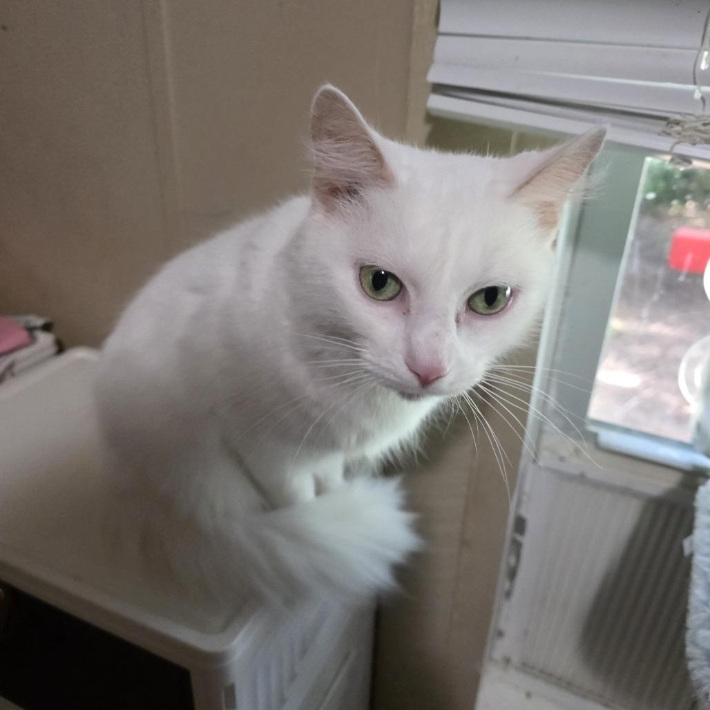 Enlarge Rita, a Adoptable Domestic Medium Hair in Harrisonburg, VA image 6/6