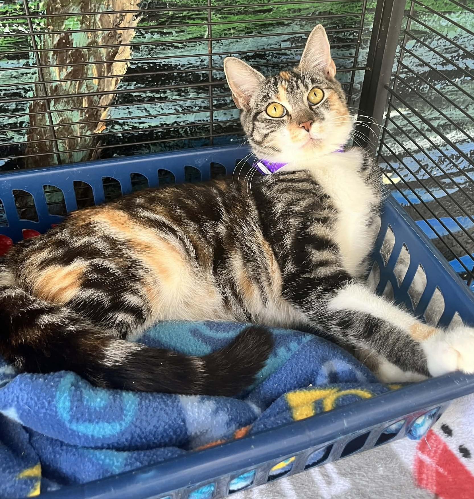 Peaches, ADOPTABLE, Adult Female Calico.