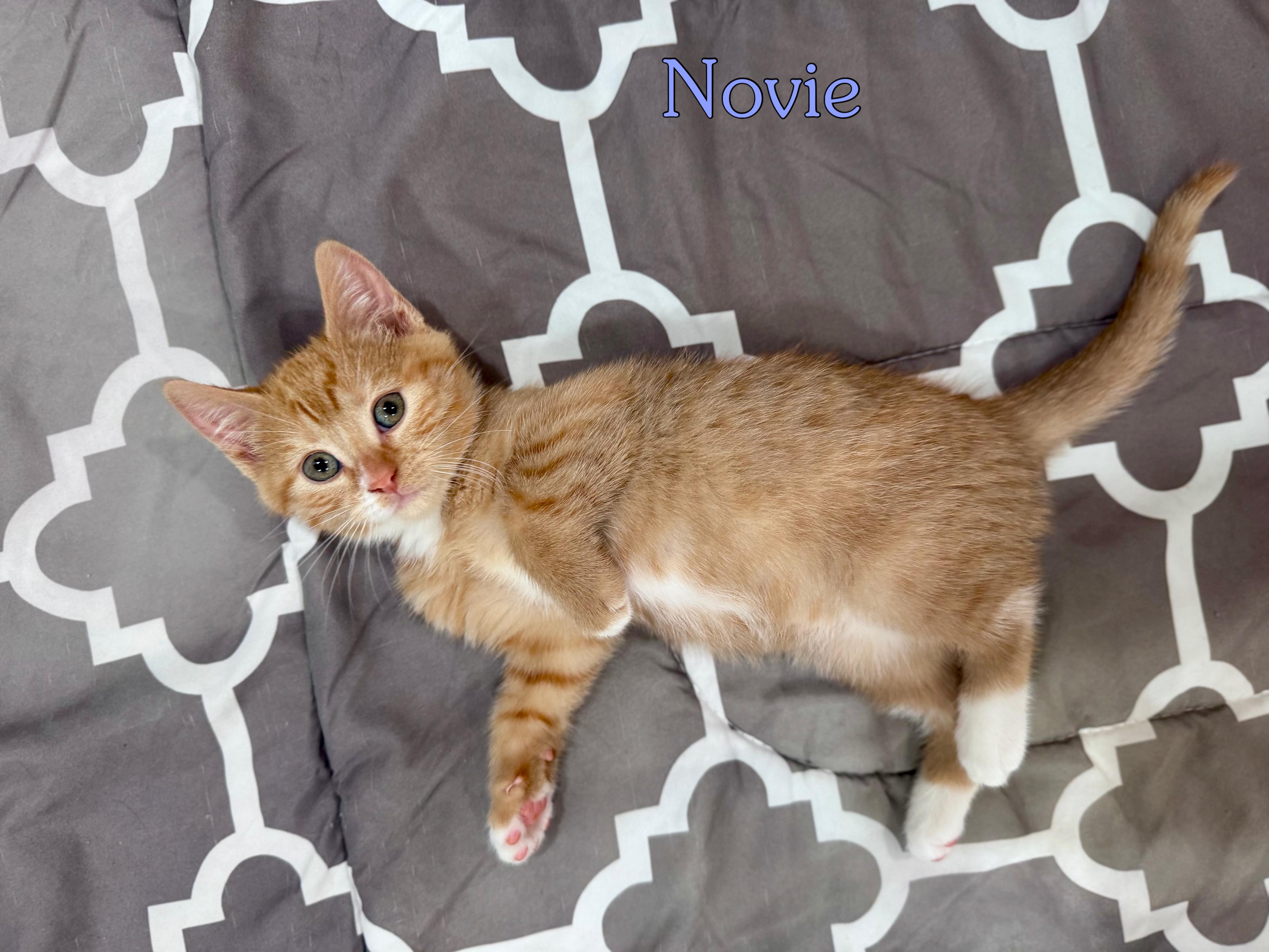 Novie McCabe, an adopted Domestic Short Hair in Lacona, NY image 1/5