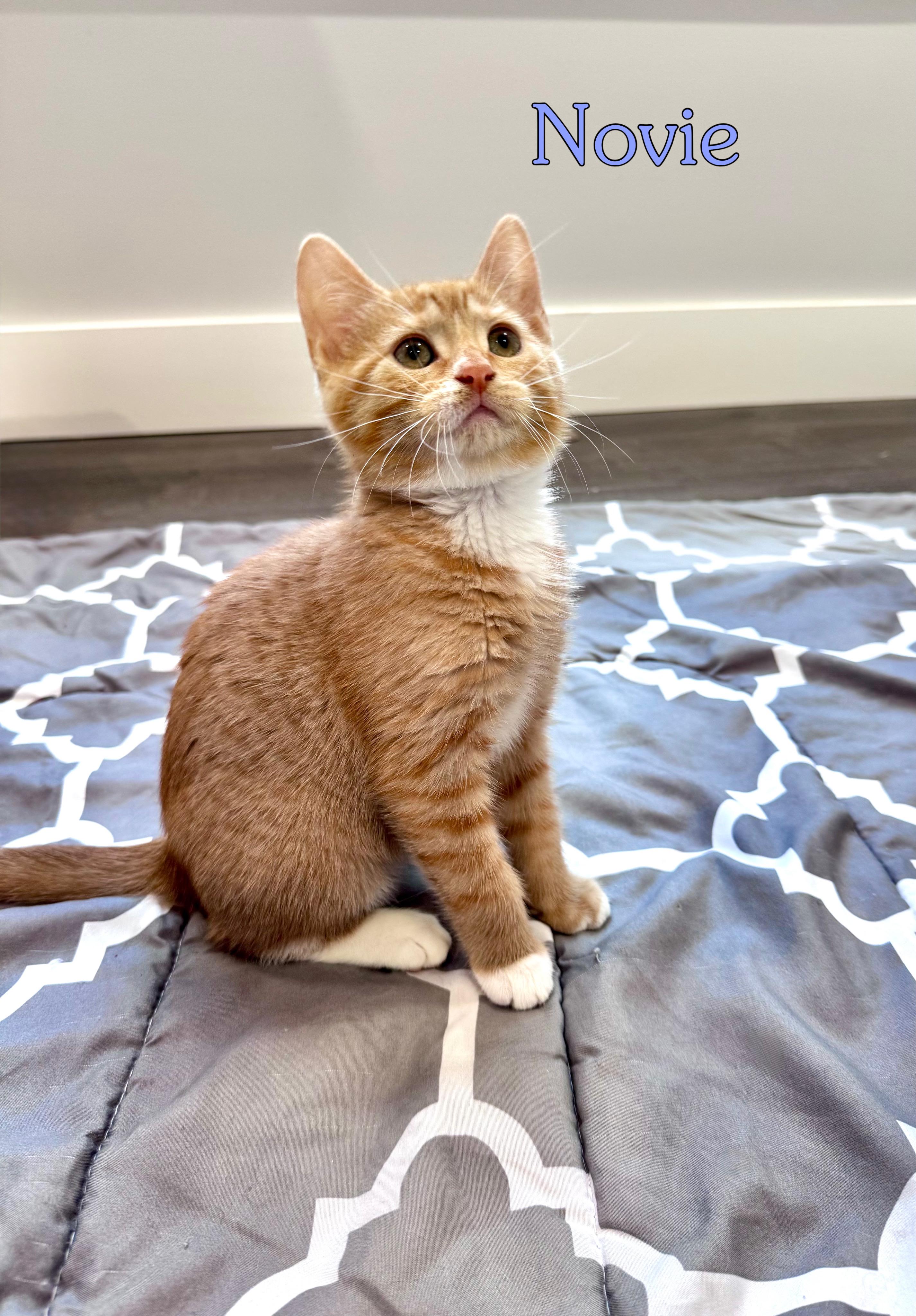 Novie McCabe, an adopted Domestic Short Hair in Lacona, NY image 5/5