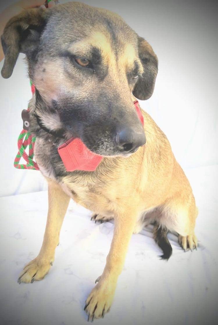 Zague , a Adoptable mixed breed in Capitol Heights , MD image 4/11