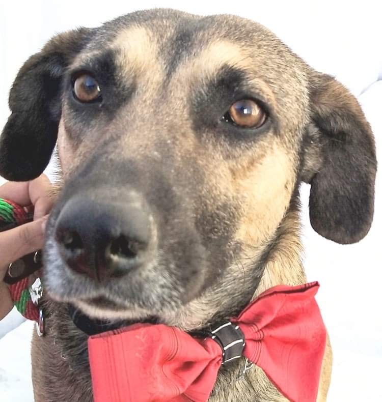 Zague , a Adoptable mixed breed in Capitol Heights , MD image 5/11