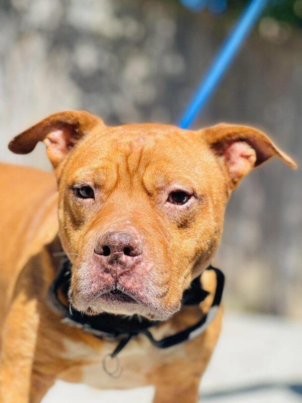 Enlarge AC-1082 "Jedeye", a Adoptable mixed breed in Conyers, GA image 2/3