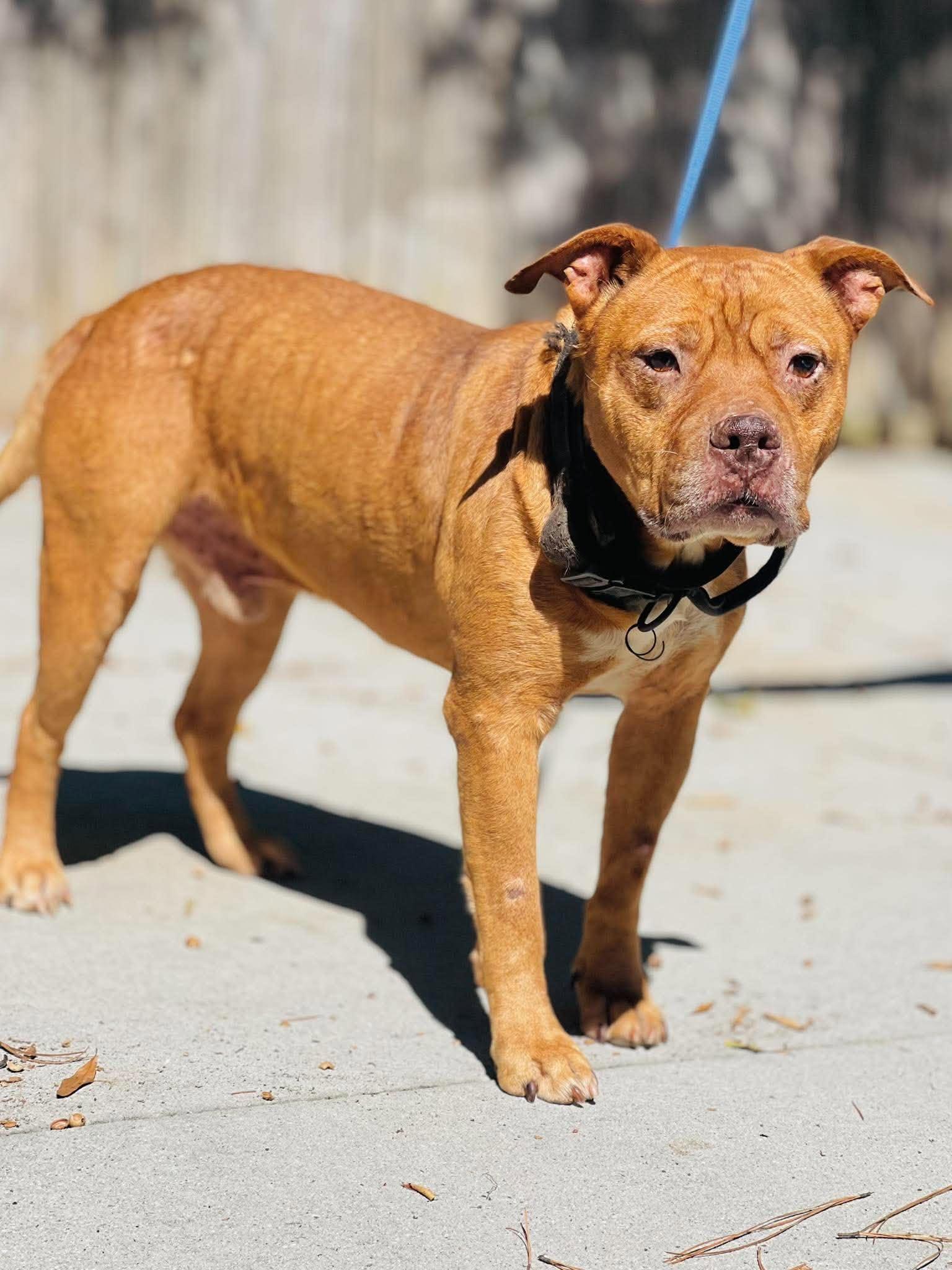 AC-1082 "Jedeye", Adoptable, Senior Male Pit Bull Terrier.