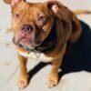 Enlarge AC-1082 "Jedeye", a Adoptable mixed breed in Conyers, GA image 3/3