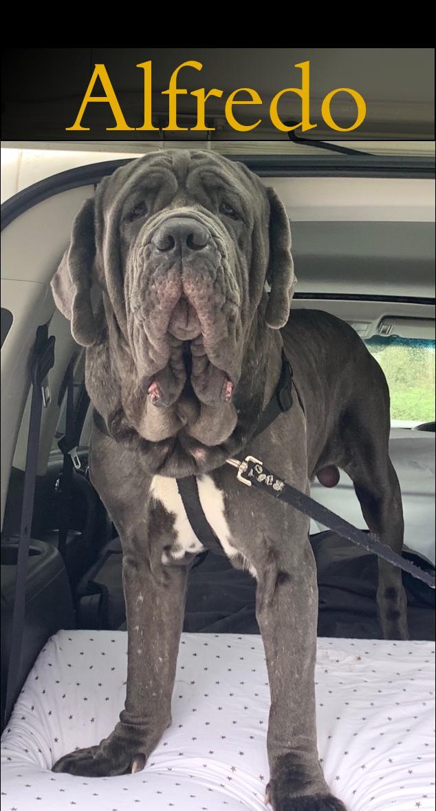 Enlarge Alfredo (NEW INTAKE), a Adopted Neapolitan Mastiff in Saint Charles, MO image 1/1