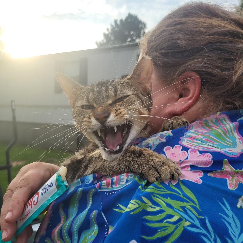 Granite, a Adoptable Domestic Short Hair in Hope Mills, NC image 1/3