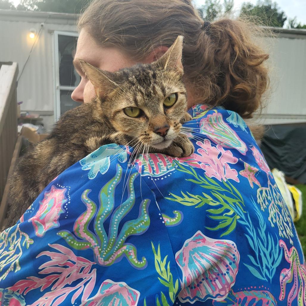 Granite, a Adoptable Domestic Short Hair in Hope Mills, NC image 2/3