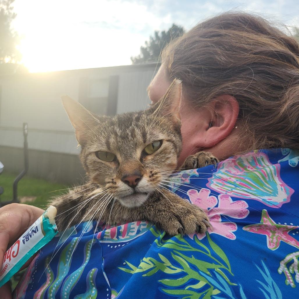 Granite, a Adoptable Domestic Short Hair in Hope Mills, NC image 3/3