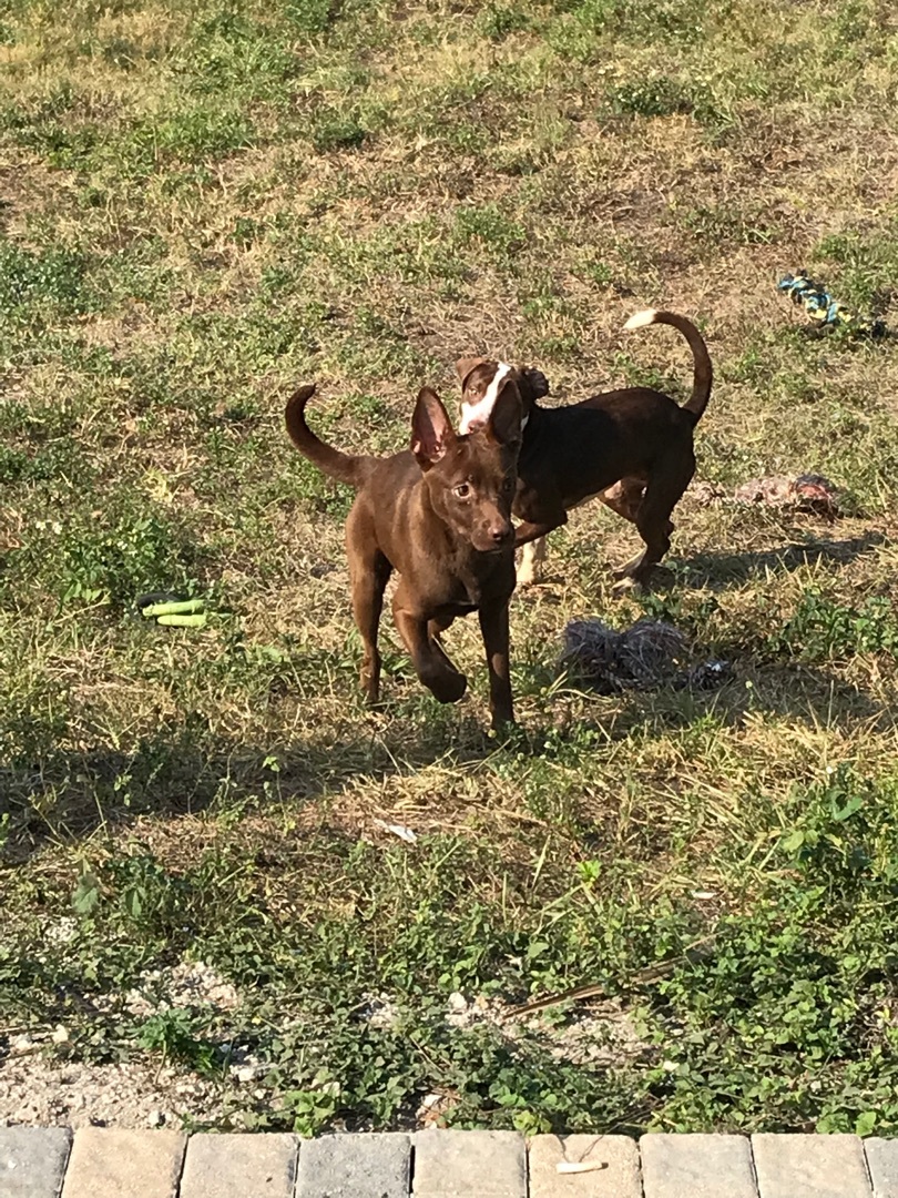 Bonnie , a Adoptable Kishu in Boca Raton, FL image 3/6