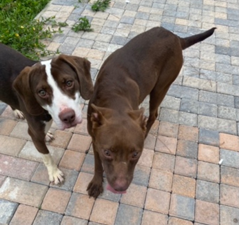 Bonnie , a Adoptable Kishu in Boca Raton, FL image 4/6