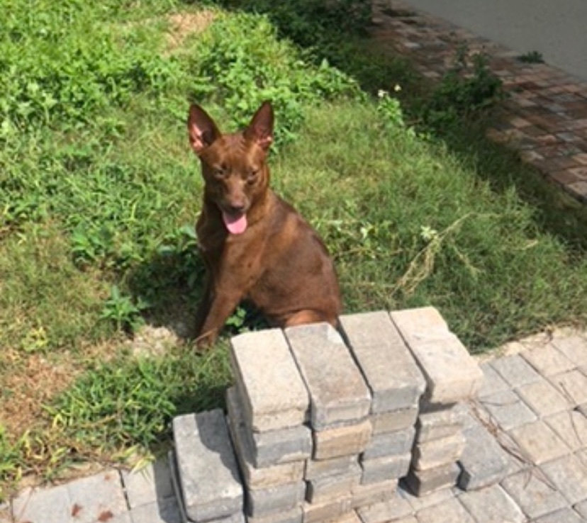 Bonnie , a Adoptable Kishu in Boca Raton, FL image 5/6