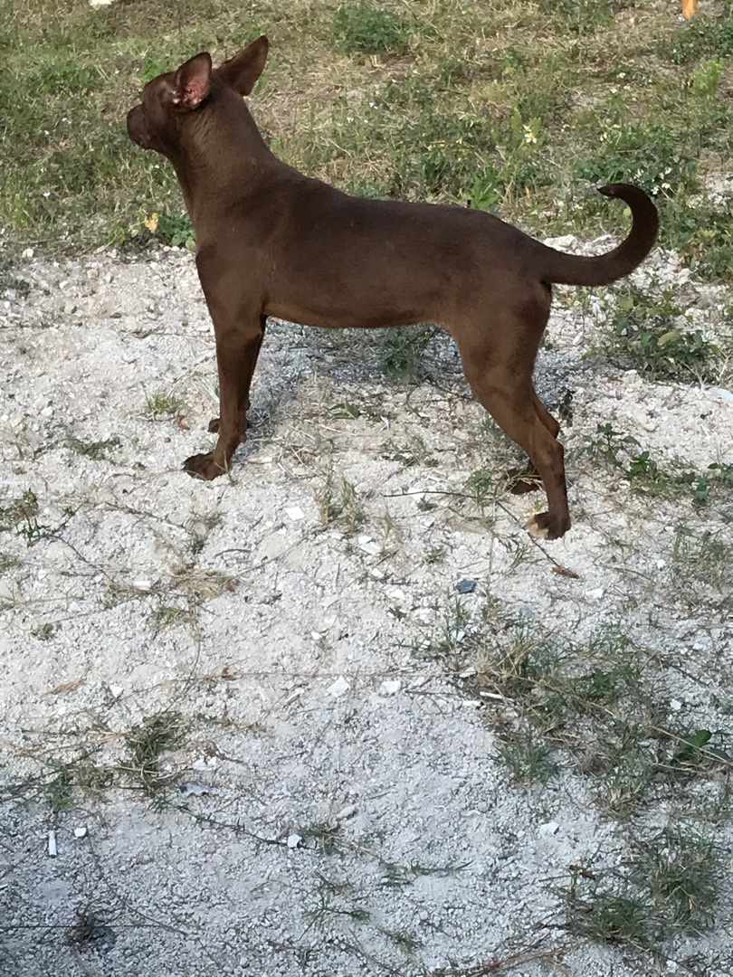 Bonnie , a Adoptable Kishu in Boca Raton, FL image 6/6