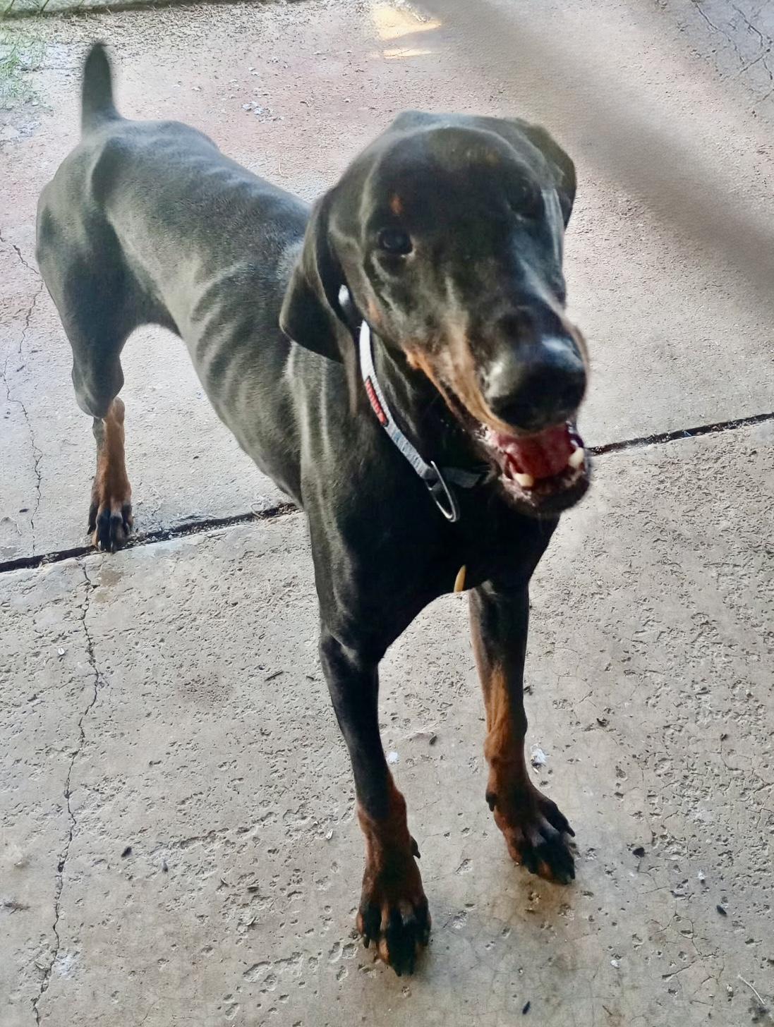 Dobby, a ADOPTABLE Doberman Pinscher in Baker, LA image 2/5