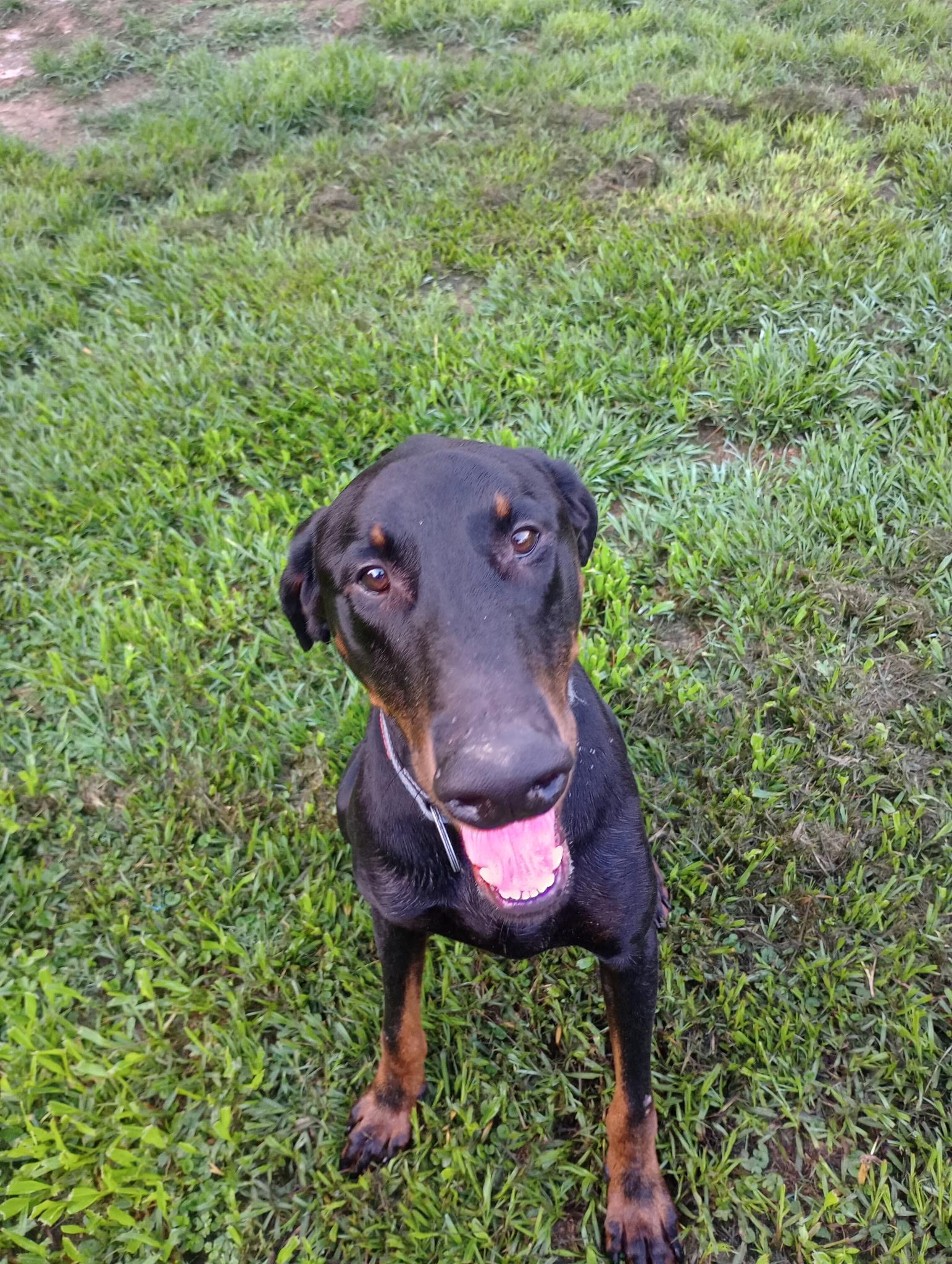 Dobby, a ADOPTABLE Doberman Pinscher in Baker, LA image 4/5