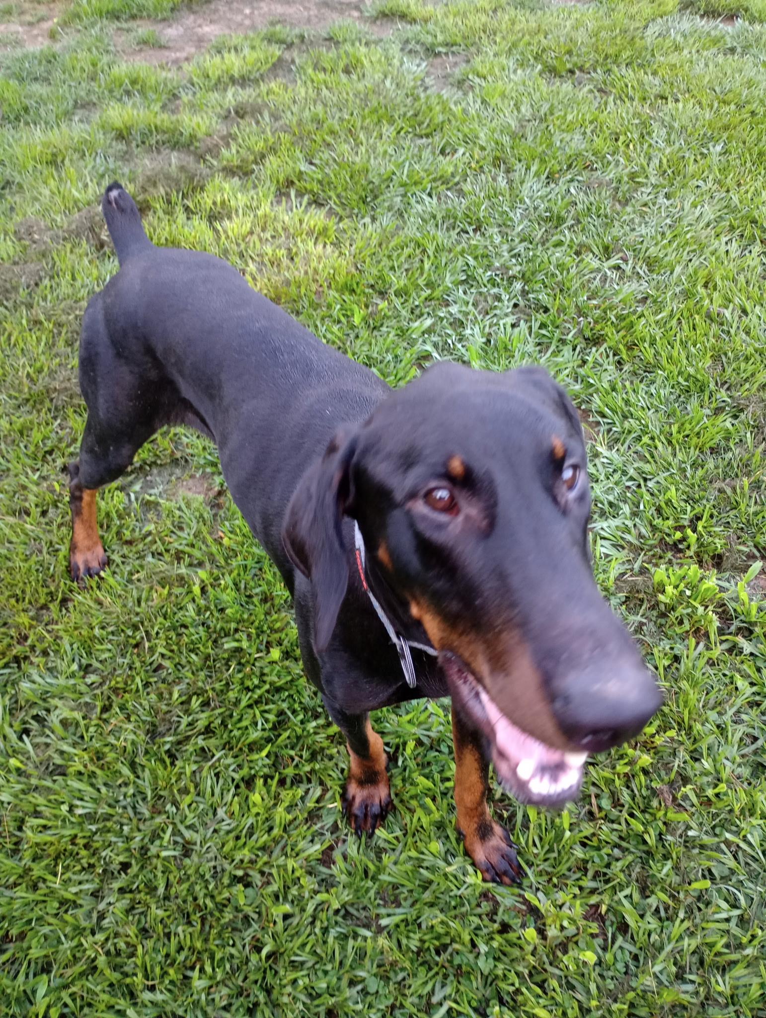 Dobby, a ADOPTABLE Doberman Pinscher in Baker, LA image 1/5