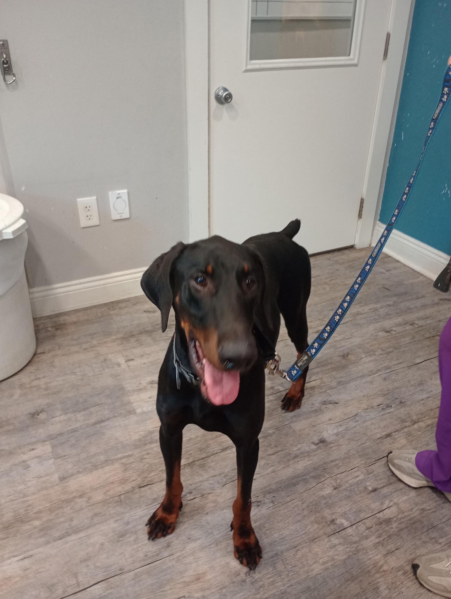 Dobby, a ADOPTABLE Doberman Pinscher in Baker, LA image 5/5