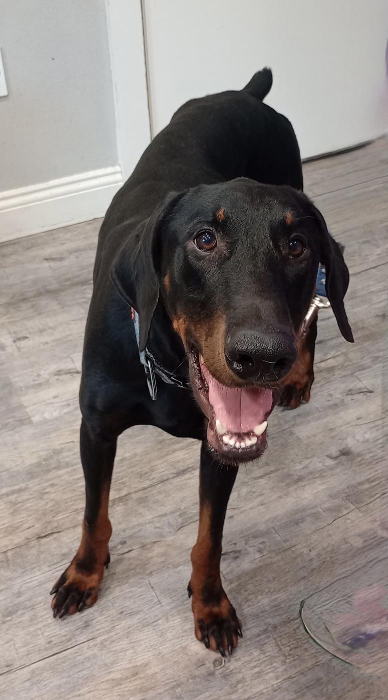 Dobby, a ADOPTABLE Doberman Pinscher in Baker, LA image 3/5