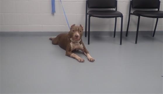 Enlarge KATO, a Adoptable Pit Bull Terrier in Saint Cloud, FL image 1/1