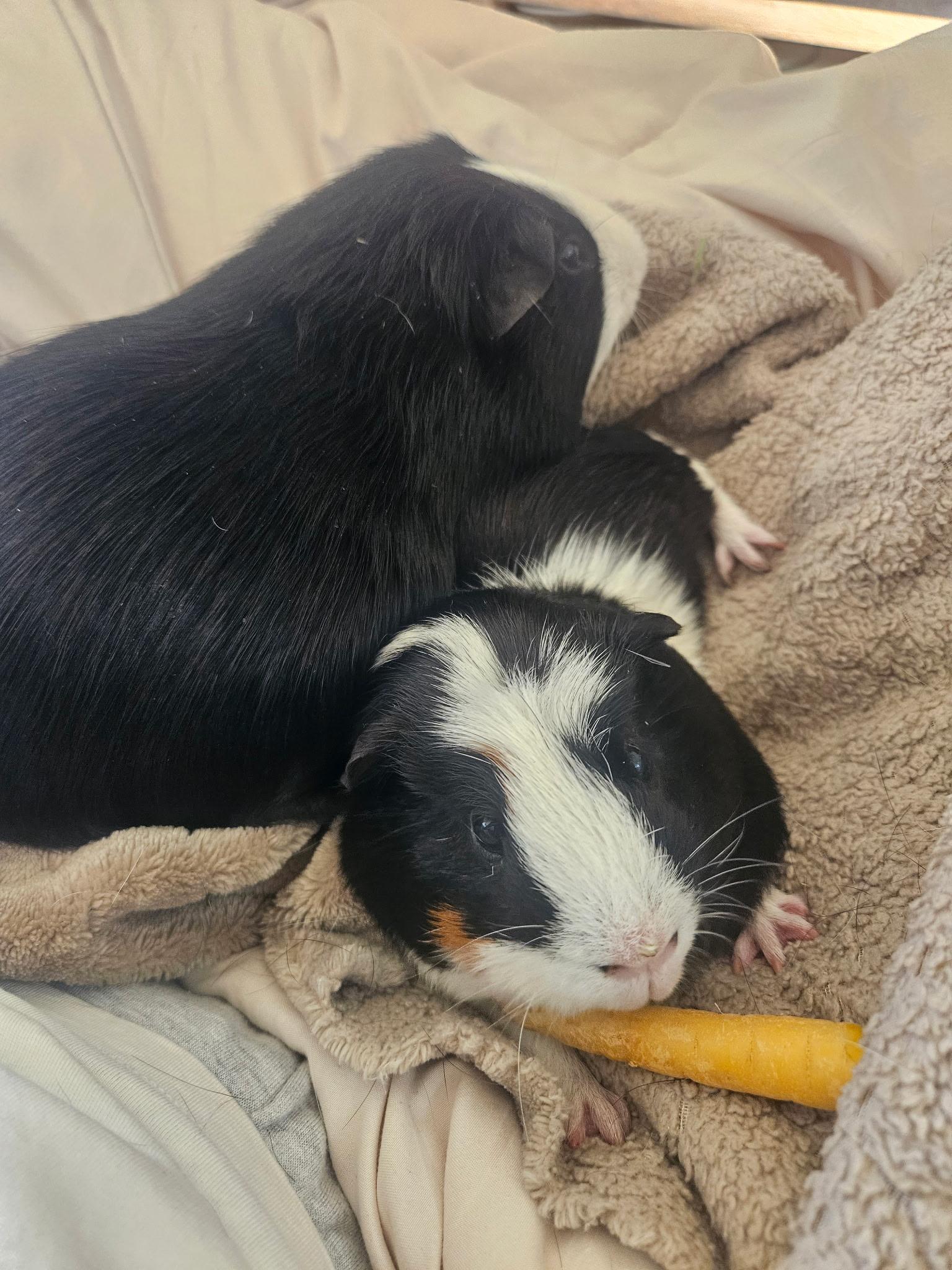 Nugget bonded with Biscuit, a Adoptable Guinea Pig in Walnut Grove, CA image 2/3