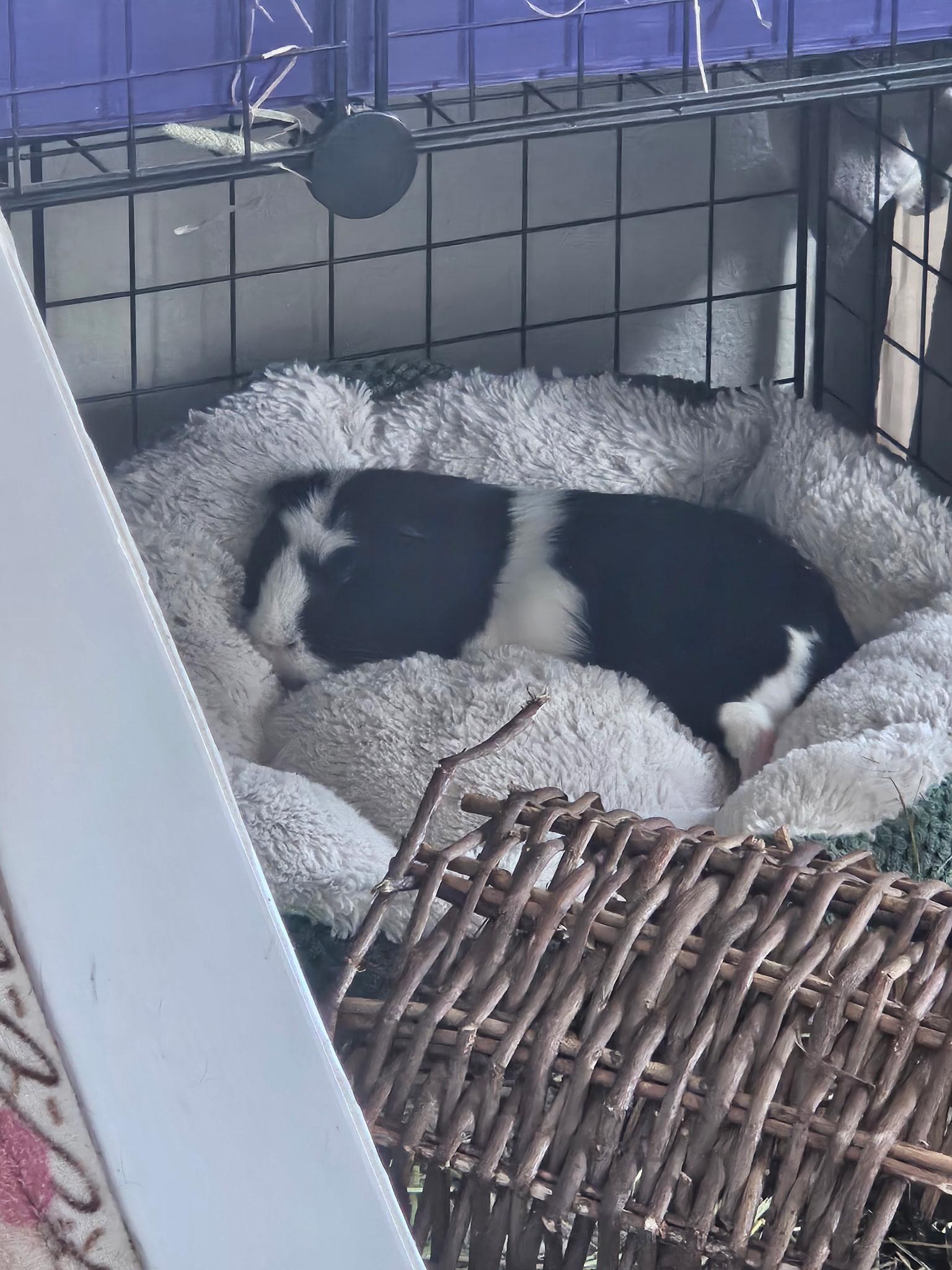Nugget bonded with Biscuit, a Adoptable Guinea Pig in Walnut Grove, CA image 3/3