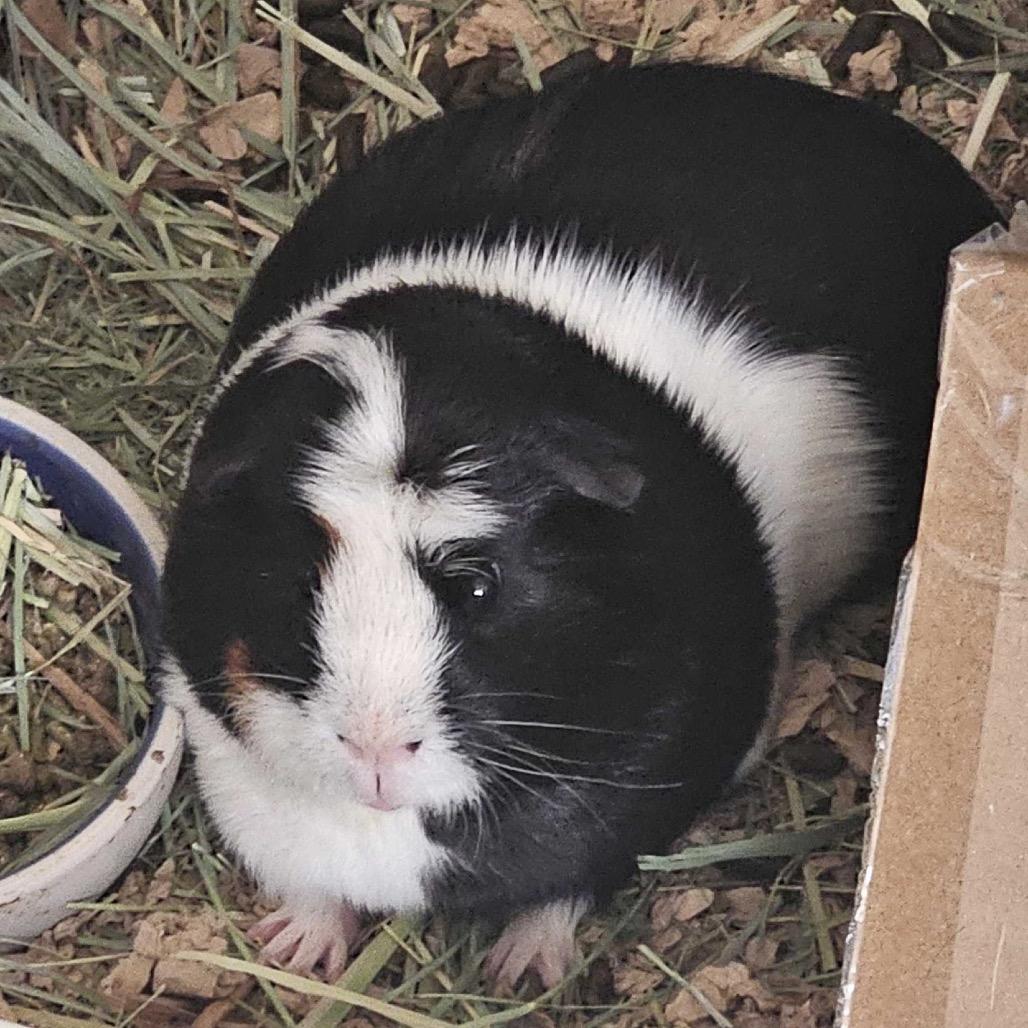 Nugget w/Biscuit, Adoptable, Adult Male Guinea Pig.