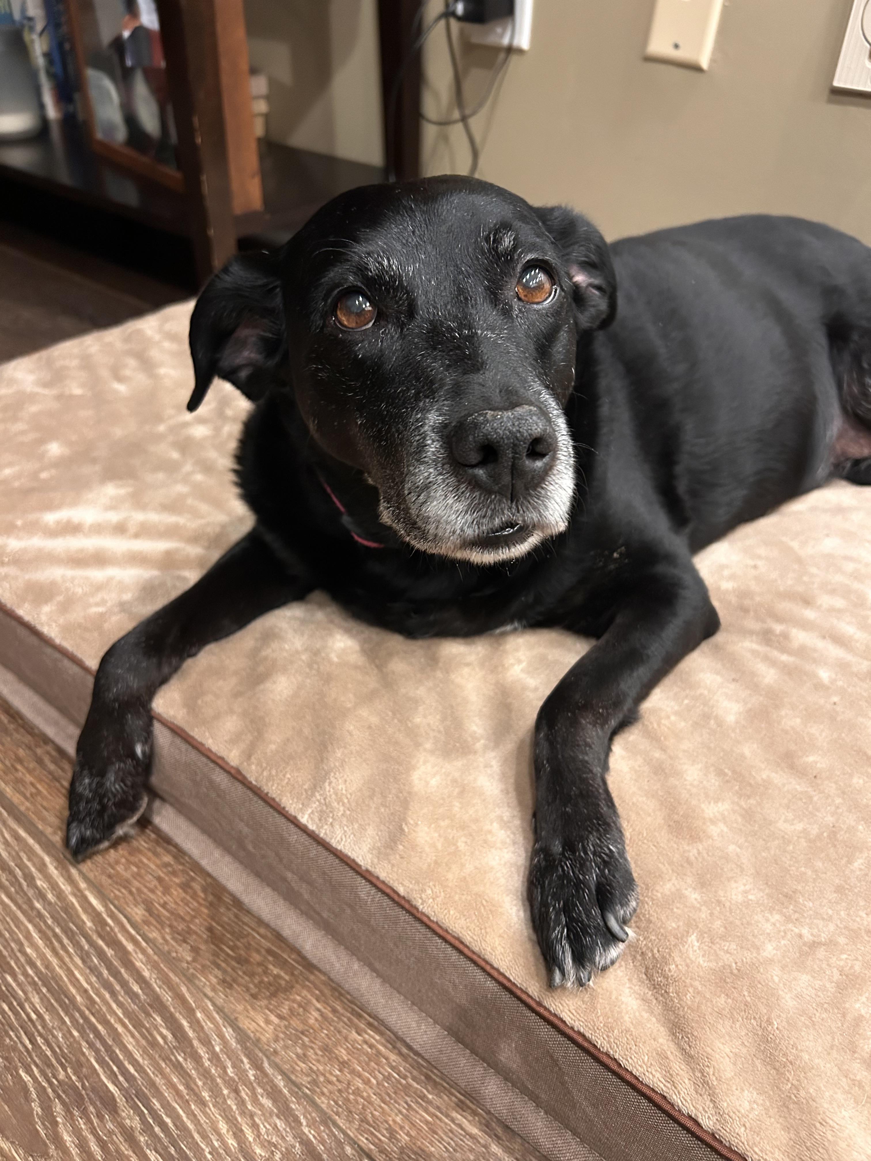 Enlarge Honey Bear, a Adopted mixed breed in St. Clair Shores, MI image 1/5