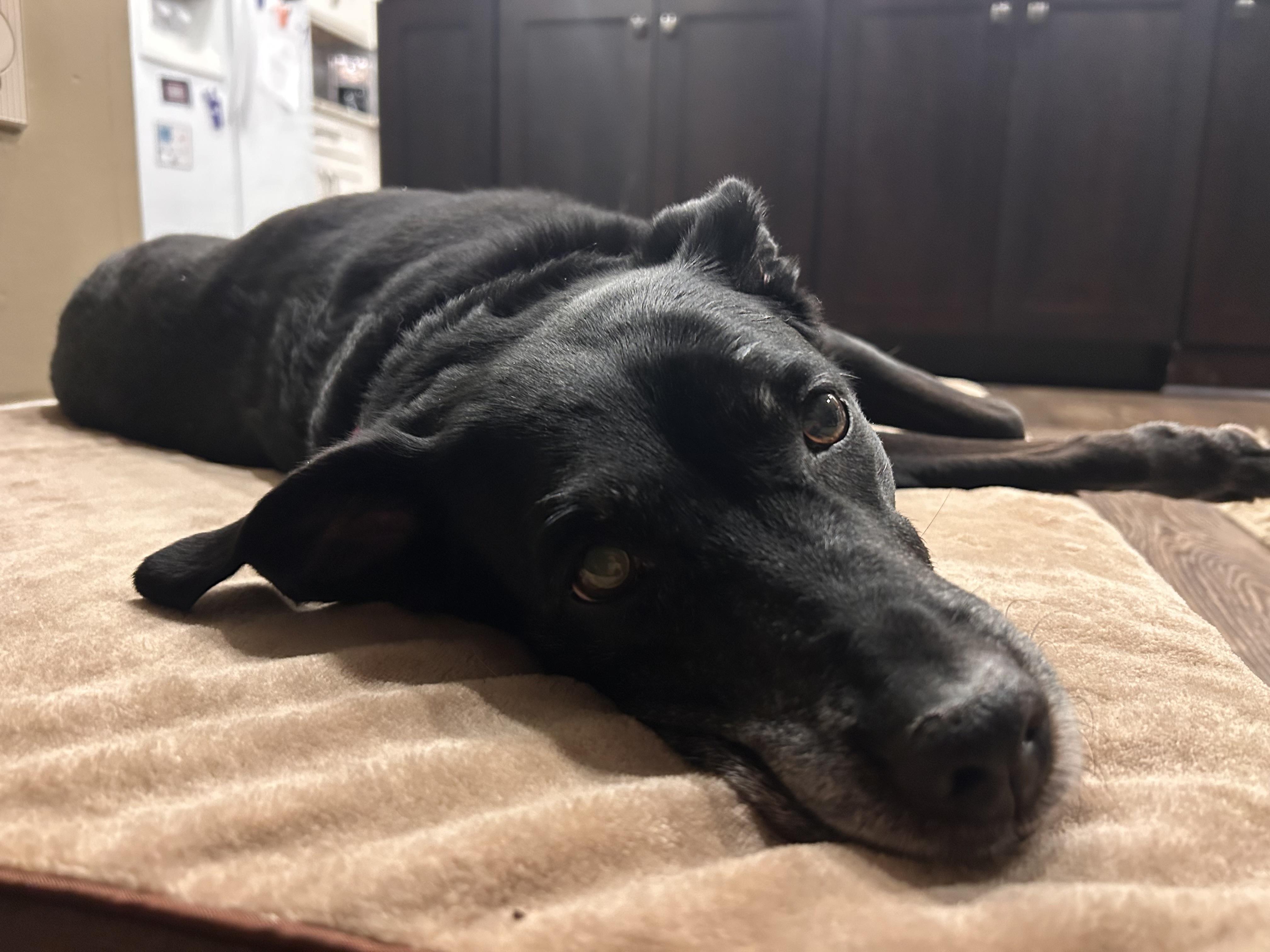 Enlarge Honey Bear, a Adopted mixed breed in St. Clair Shores, MI image 2/5