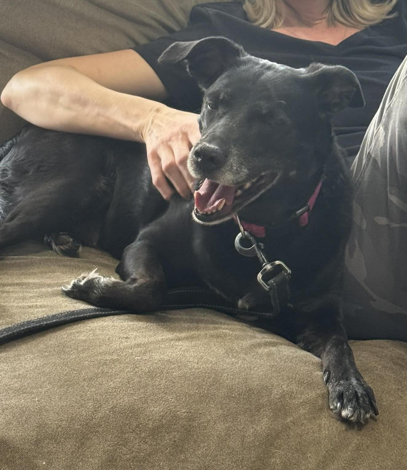 Enlarge Honey Bear, a Adopted mixed breed in St. Clair Shores, MI image 3/5