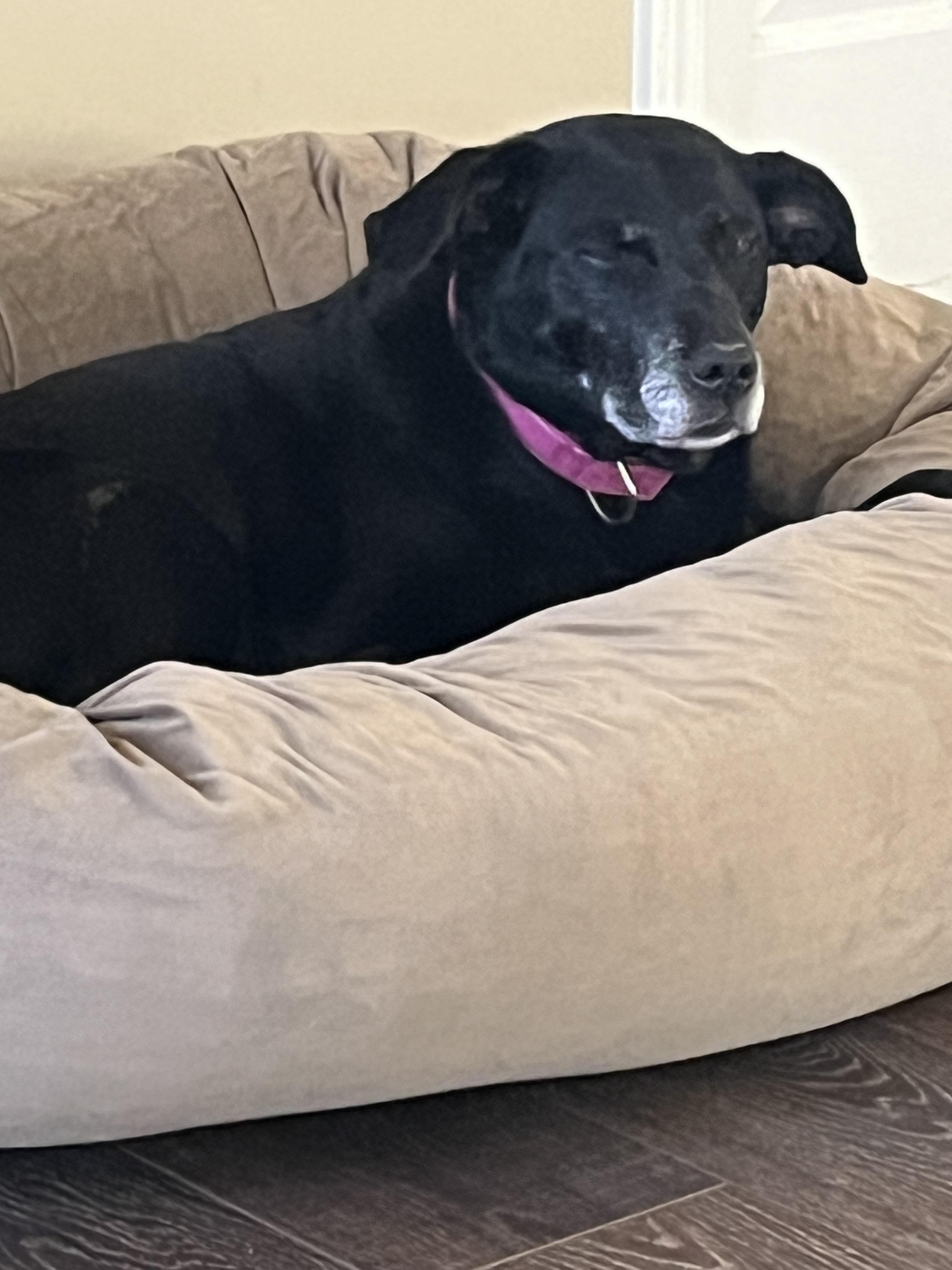 Enlarge Honey Bear, a Adopted mixed breed in St. Clair Shores, MI image 4/5