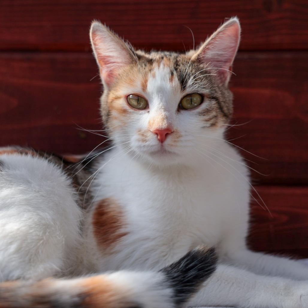 Star, Adoptable, Young Female Domestic Short Hair.