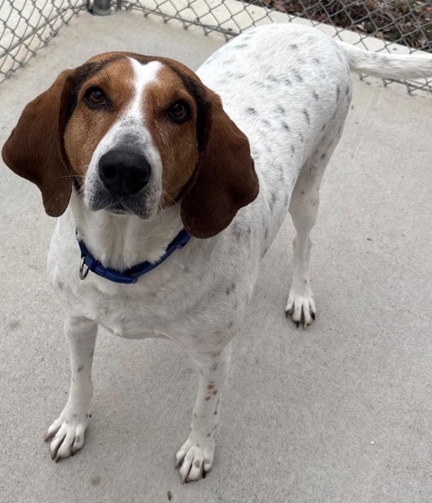 Enlarge John Wayne / AC 26328, a Adoptable mixed breed in Greeneville, TN image 1/4