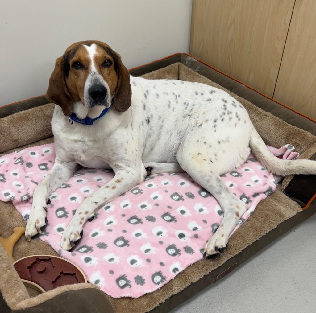 Enlarge John Wayne / AC 26328, a Adoptable mixed breed in Greeneville, TN image 2/4