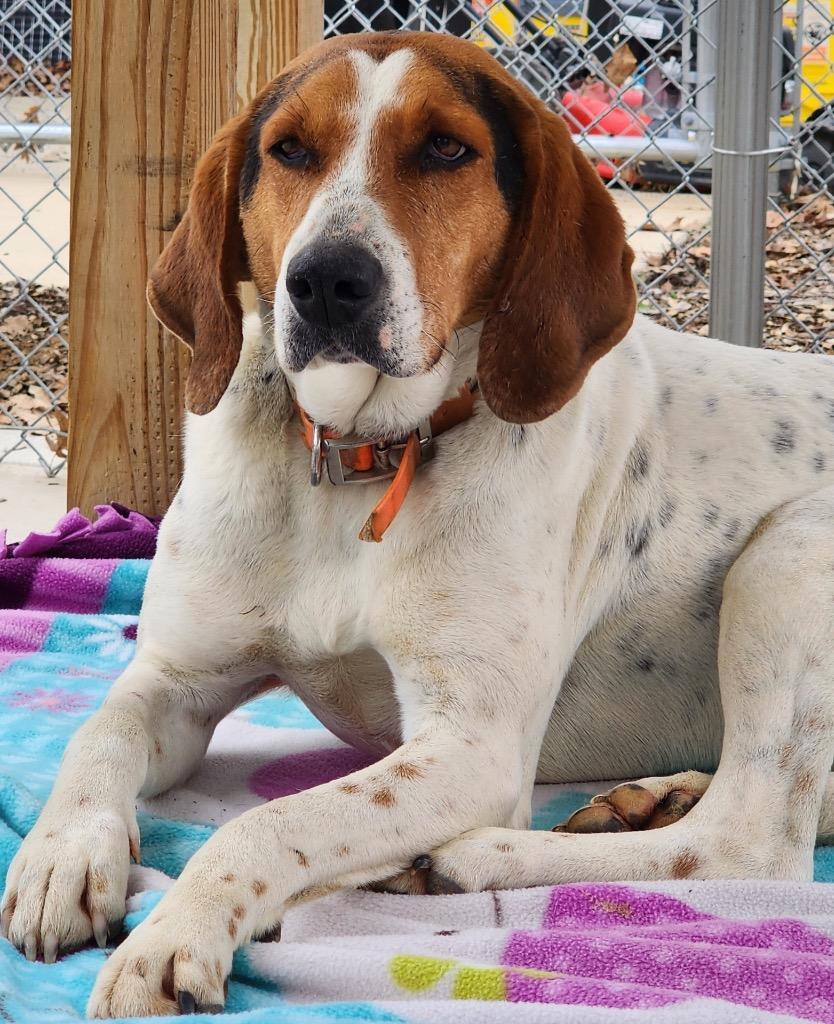 Enlarge John Wayne / AC 26328, a Adoptable mixed breed in Greeneville, TN image 3/4