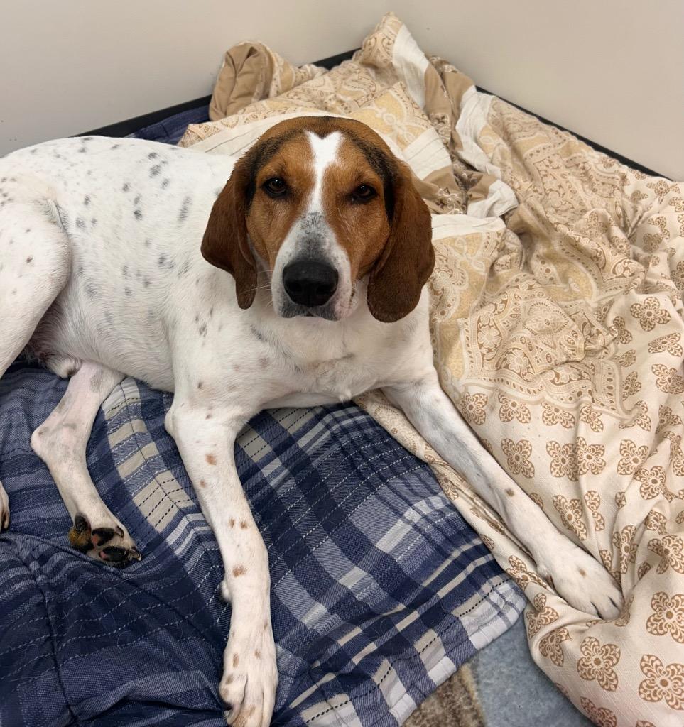 Enlarge John Wayne / AC 26328, a Adoptable mixed breed in Greeneville, TN image 4/4