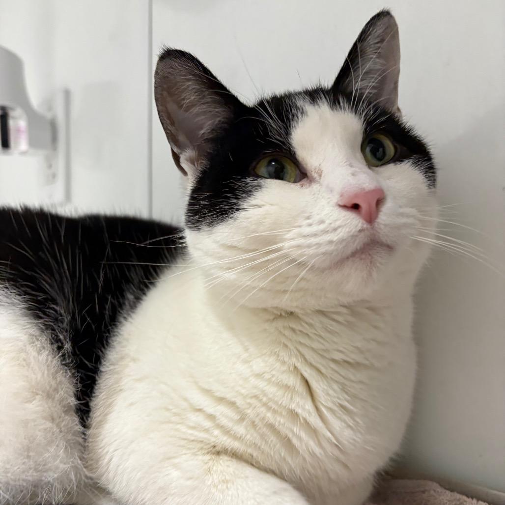 Violanna, Adoptable, Adult Female Domestic Short Hair.