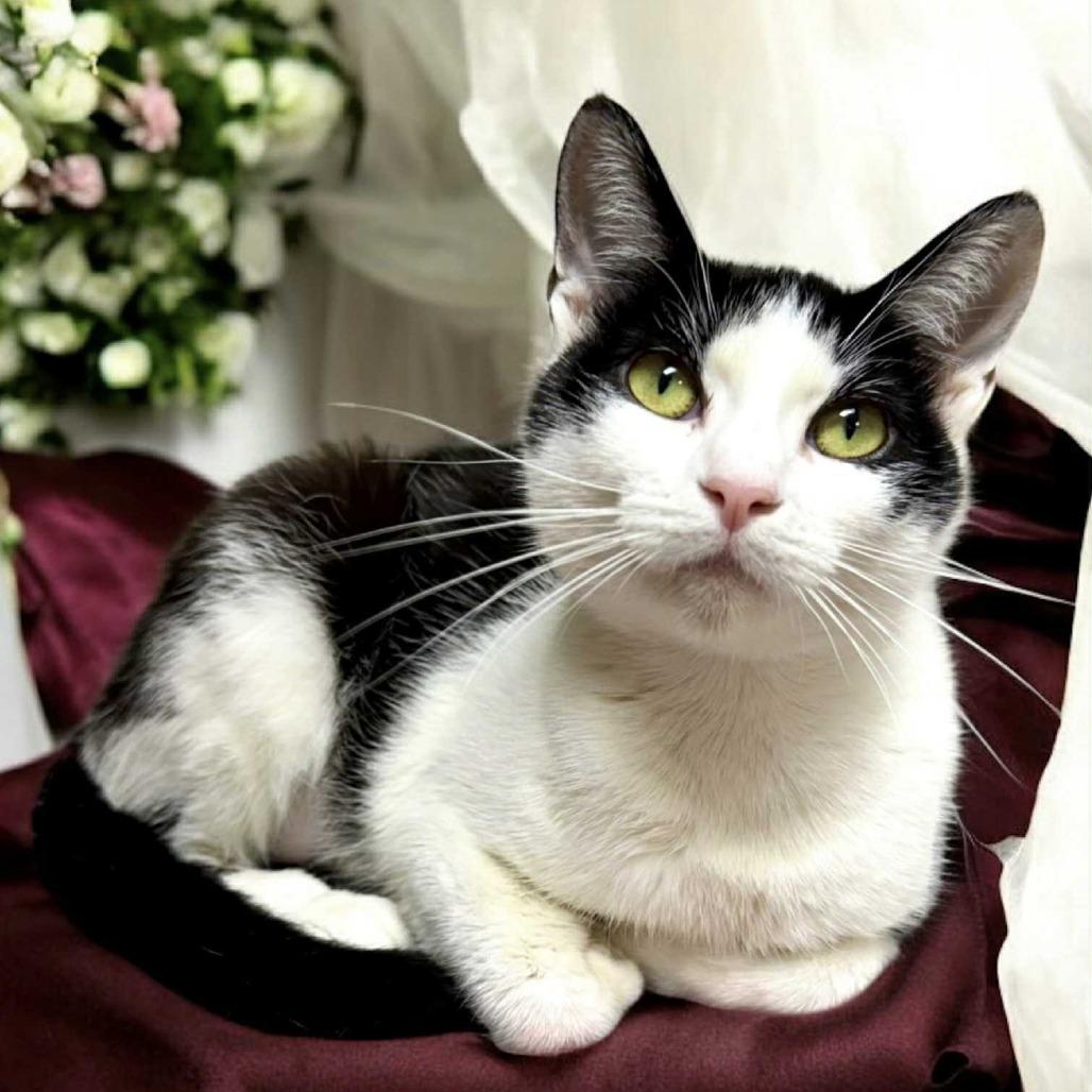 Violanna, Adoptable, Adult Female Domestic Short Hair.