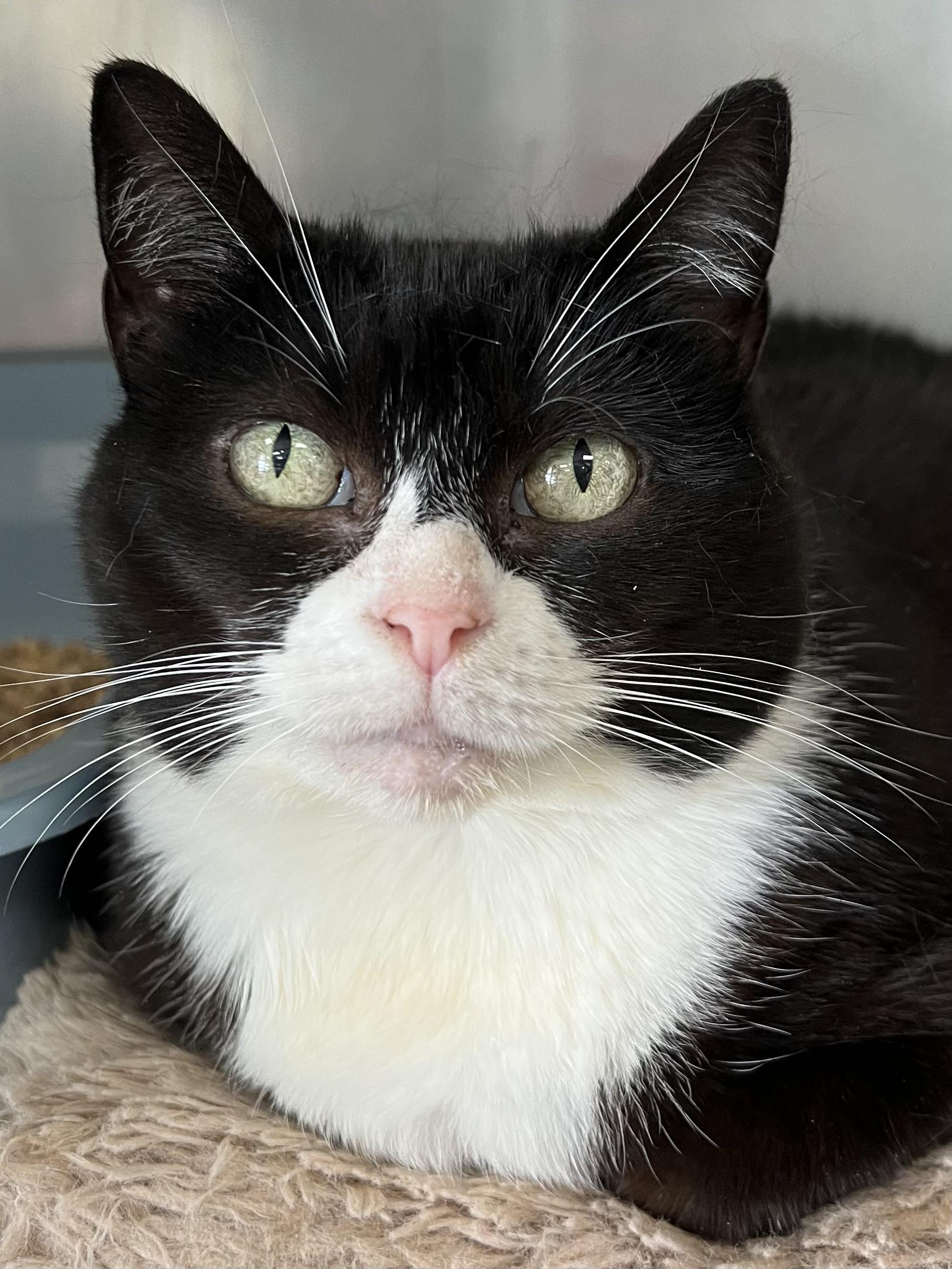 Lucky, ADOPTABLE, Senior Female Domestic Short Hair.