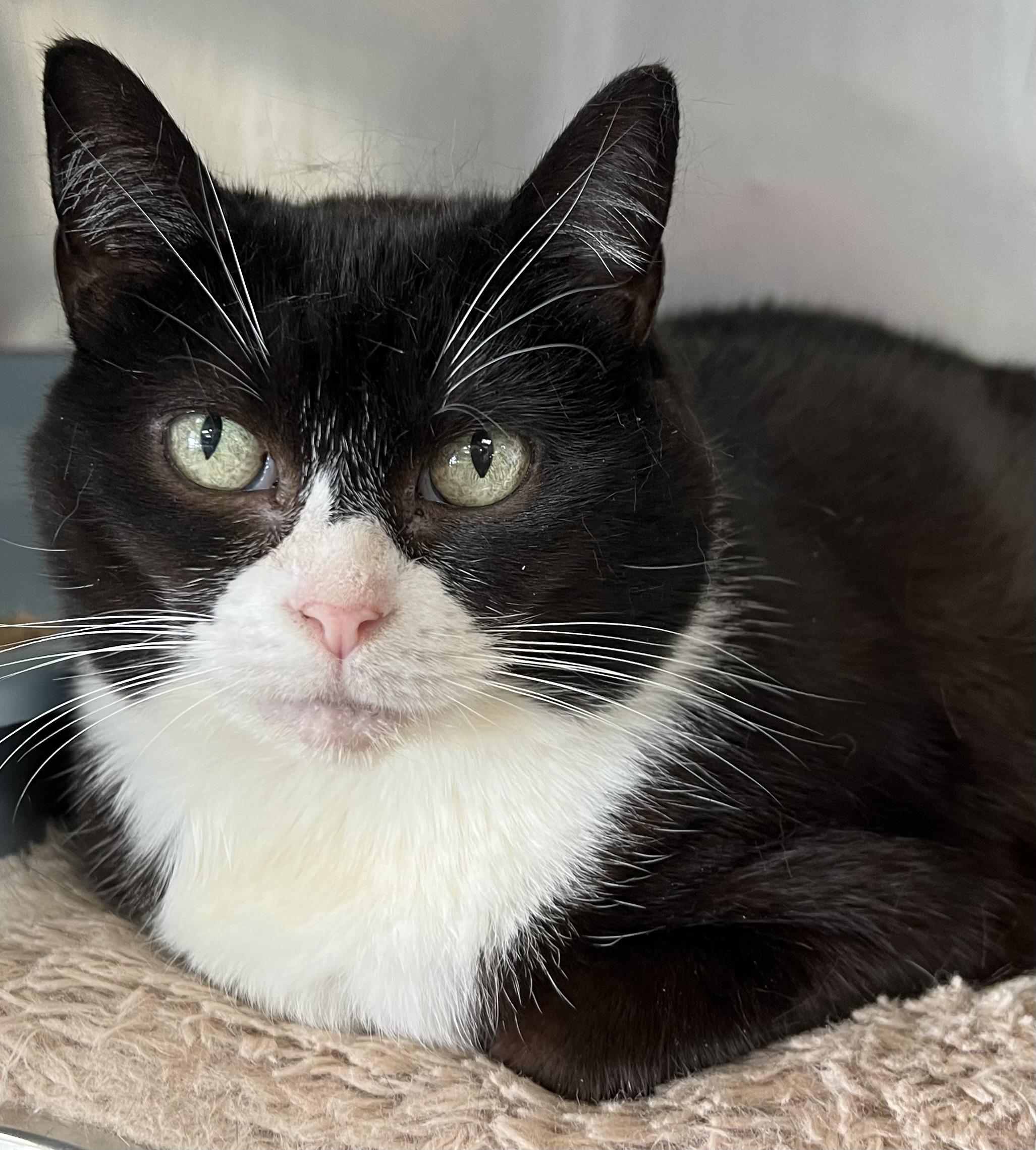 Enlarge Lucky, a ADOPTABLE Domestic Short Hair in Johnston, RI image 3/6