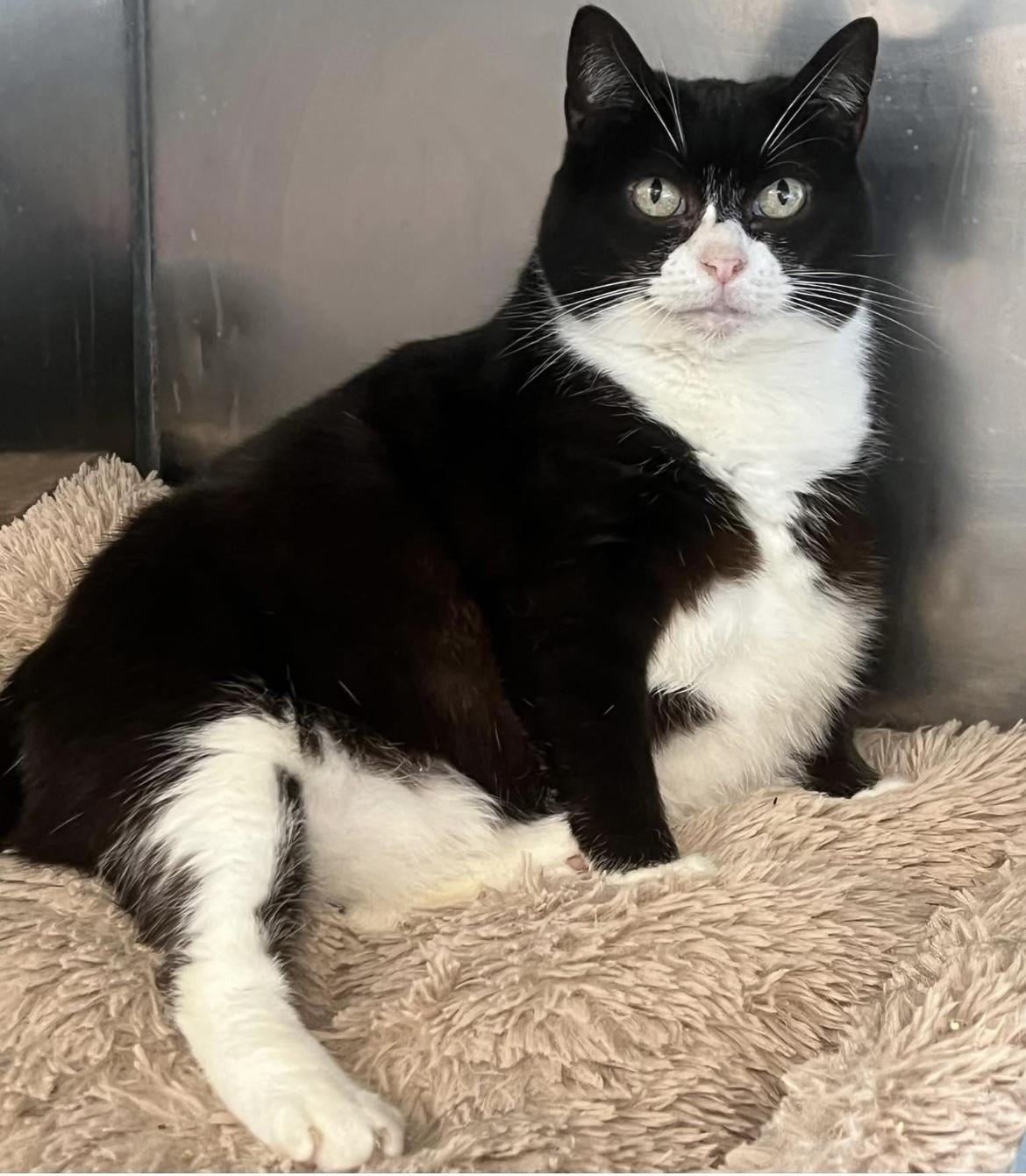 Enlarge Lucky, a ADOPTABLE Domestic Short Hair in Johnston, RI image 2/6