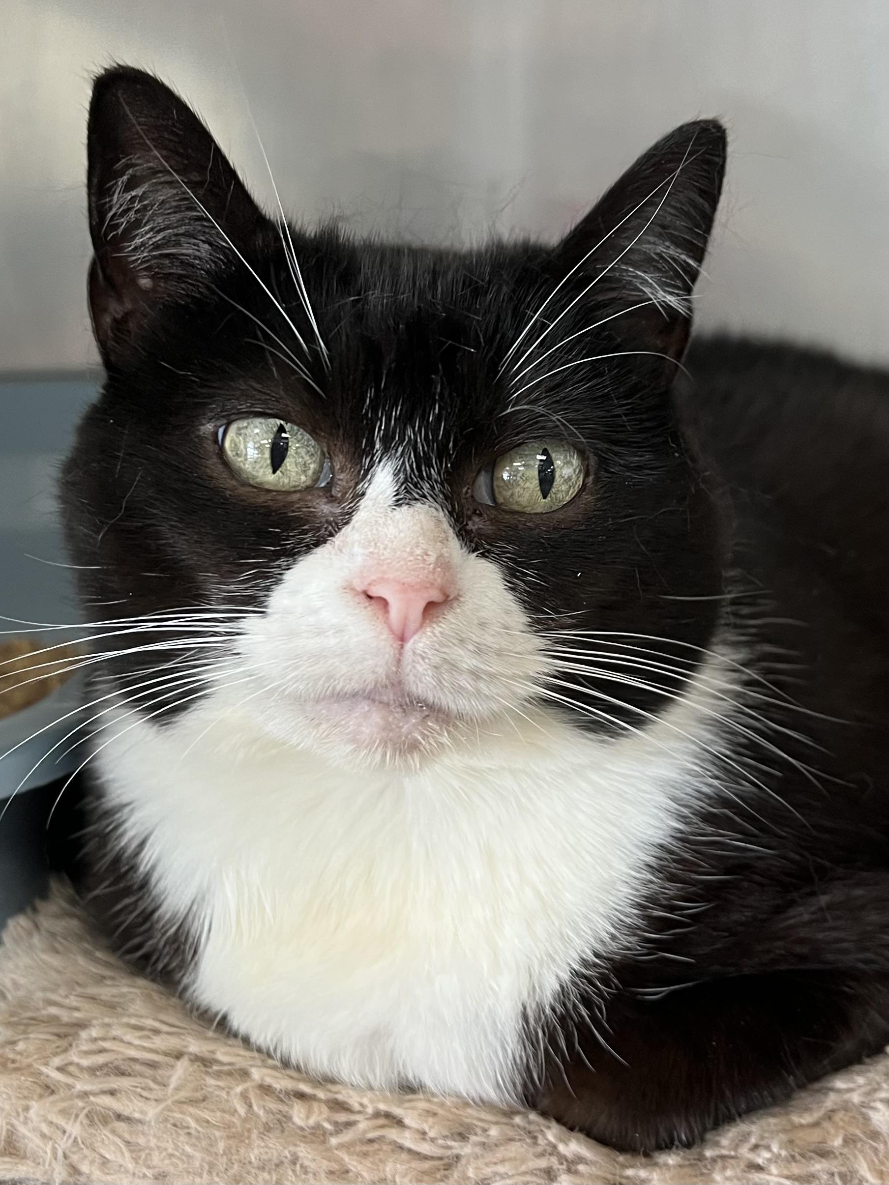 Enlarge Lucky, a ADOPTABLE Domestic Short Hair in Johnston, RI image 5/6